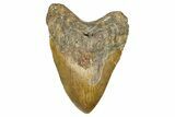 Fossil Megalodon Tooth - North Carolina #382603-1